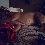 Duke is registered to the contest to win money with this photo: animal, back, bed, bedroom, blanket, boxer, bulldog, canine, cat, couch, dog, furniture, hound, indoors, person, pet, pitbull, puppy, room, sleeping