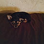Peanut is registered to the contest to win money with this photo: puppy, dog, small, cute, lying_down, indoor, brown, black, animal, pet, fur, ears, face, young, resting, adorable, canine, looking, quiet, shadow