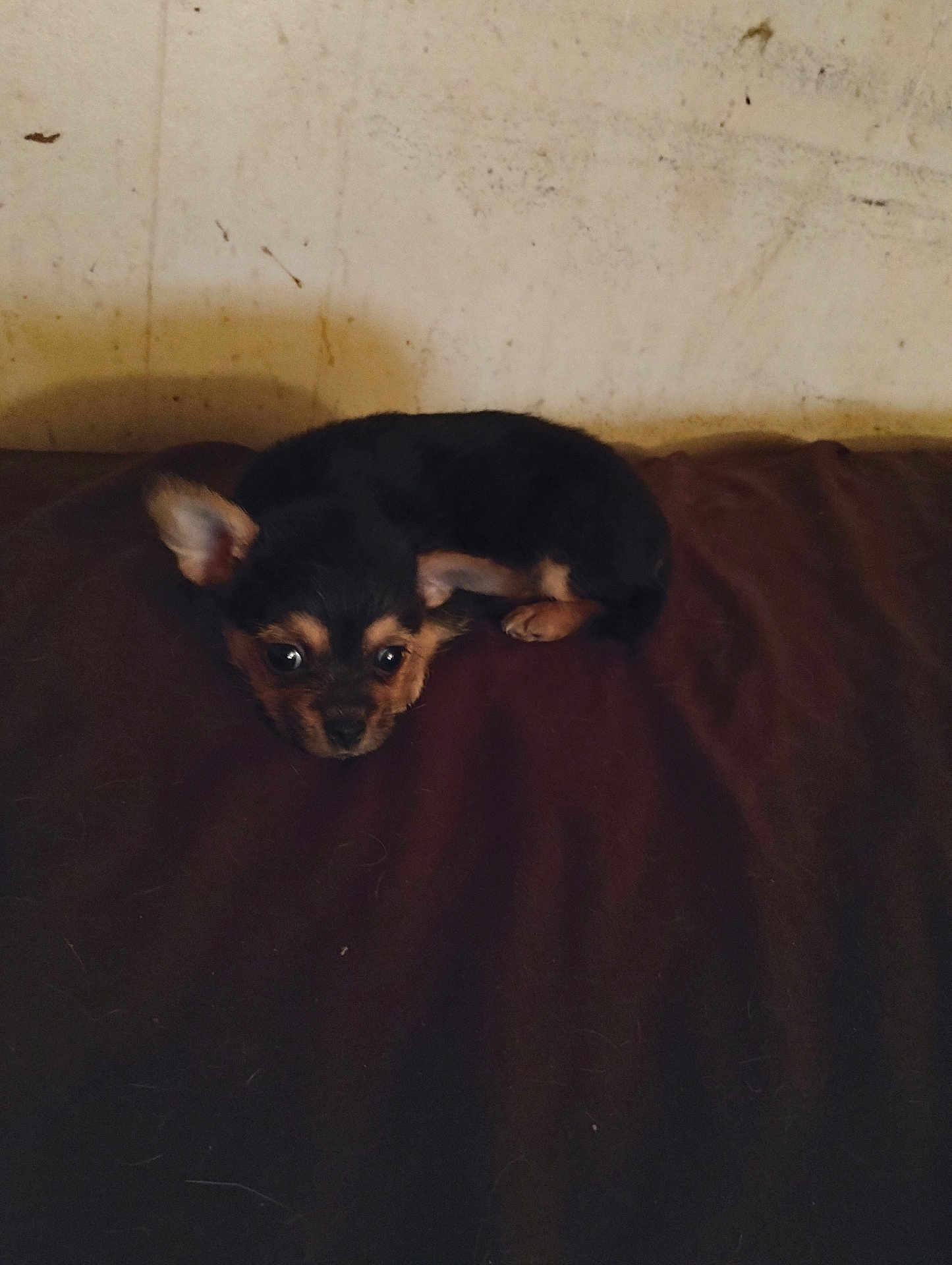 Peanut