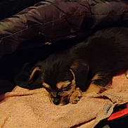 Peanut joined the competition — help win amazing prizes! puppy, dog, sleeping, towel, blanket, cozy, indoor, small, fur, cute, pet, resting, dark, warm, blanket_edge, animal, young, snuggled, quiet, relaxed