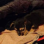 puppy, dog, sleeping, towel, blanket, cozy, indoor, small, fur, cute, pet, resting, dark, warm, blanket_edge, animal, young, snuggled, quiet, relaxed
