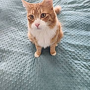 Sunshine joined the competition — help win amazing prizes! cat, orange_tabby, white_chest, whiskers, pink_nose, paws, sitting, bed, blanket, textured_blanket, indoor, domestic_cat, pet, fur, ears, eyes, portrait, cozy, curious, looking_up