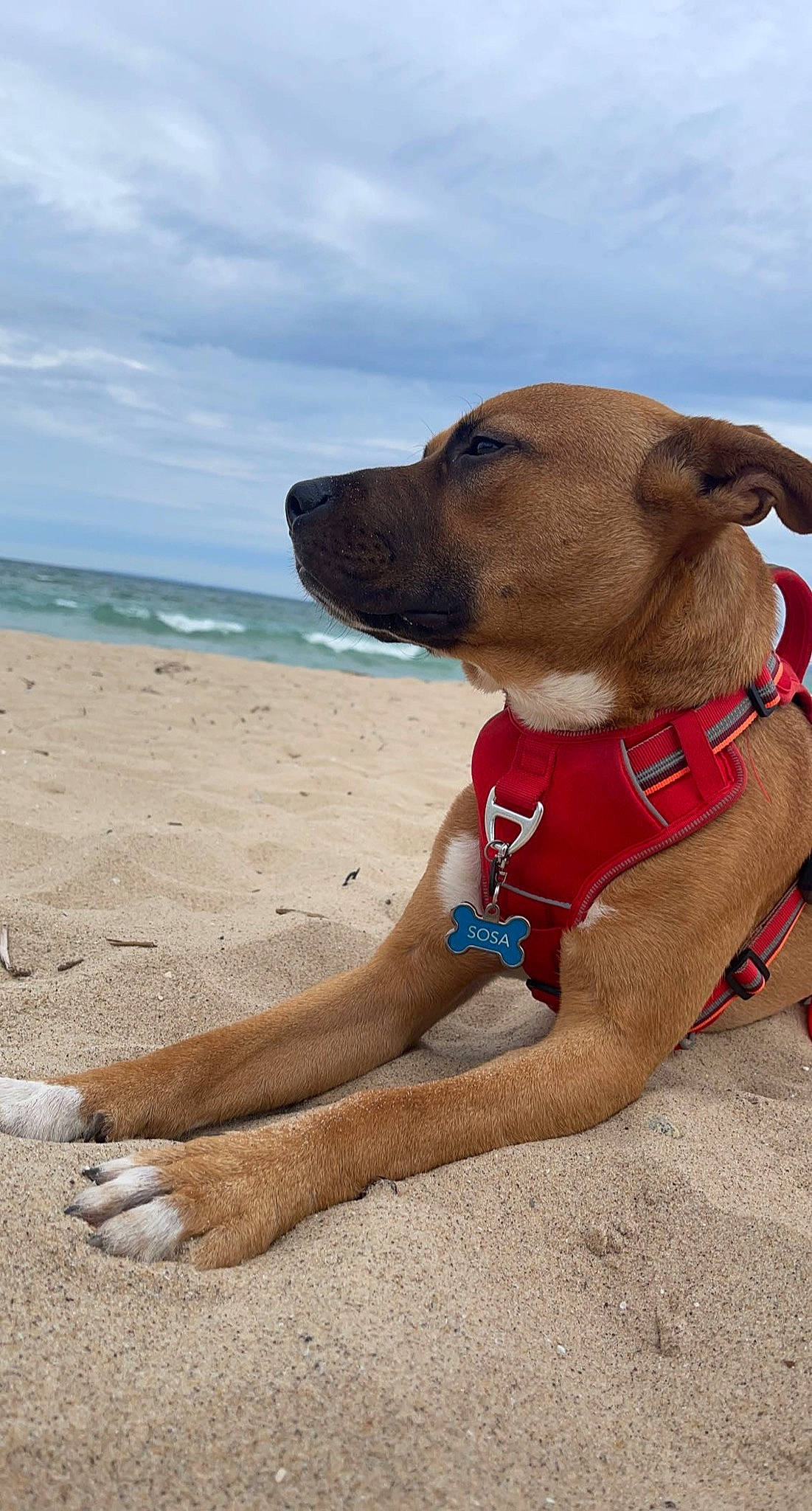 Sosa is registered to the contest to win money with this photo: beach, carnivore, cloud, collar, companion_dog, dog, dog_breed, dog_collar, dog_supply, fawn, foot, liver, pet_supply, sand, sky, snout, sporting_group, sunglasses, water, working_animal