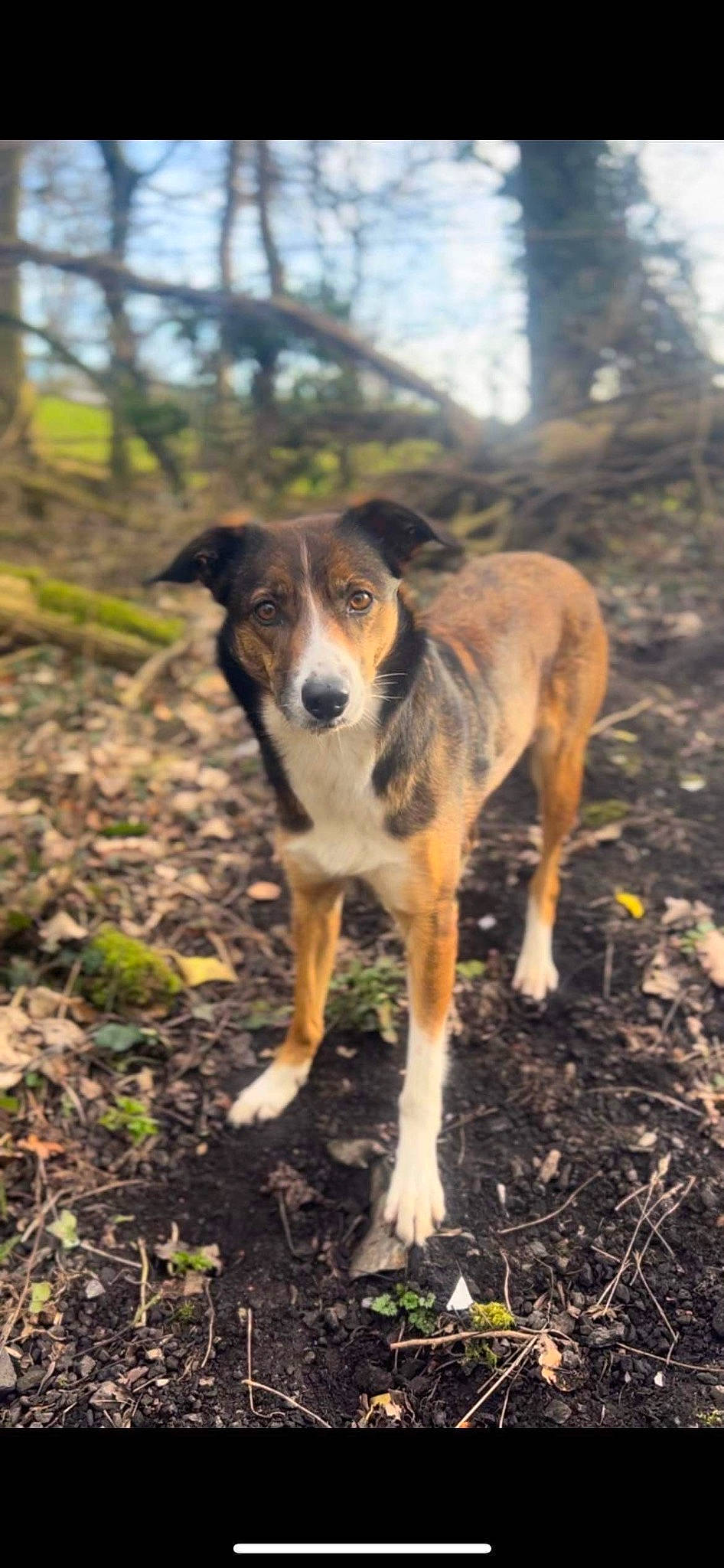 Poppy is registered to the contest to win money with this photo: canidae, carnivore, companion_dog, dog, dog_breed, fawn, forest, grass, herding_dog, newspaper, plant, snout, soil, sporting_group, street_dog, tail, terrestrial_animal, tree, working_animal, working_dog