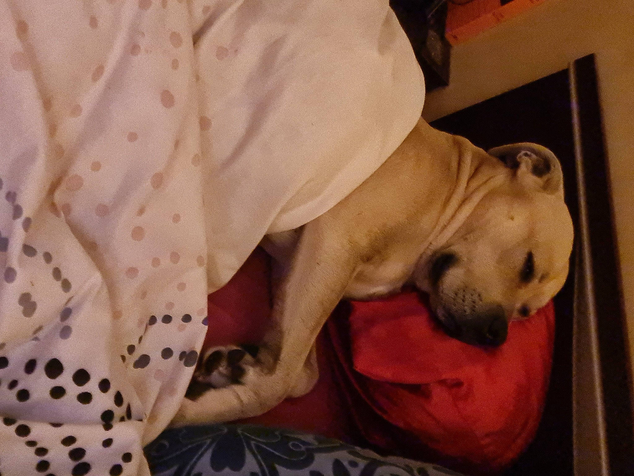 Nasko participe au concours pour gagner de l'argent avec cette photo : american_bulldog, bulldog, canidae, carnivore, companion_dog, dog, dog_breed, fawn, french_bulldog, non_sporting_group, puppy, snout