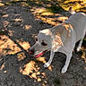 Pumba a rejoint le concours — aidez-le/la à gagner de superbes lots ! dog, white_dog, outdoor, grass, dirt, sunlight, shadow, animal, pet, canine, nature, daylight, playful, happy, walking, muzzle, ears, tail, four_legs, ground