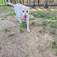 Pumba a rejoint le concours — aidez-le/la à gagner de superbes lots ! dog, white_dog, outdoor, grass, dirt, trees, fence, pet, canine, animal, nature, walking, tongue_out, sunlight, playful, friendly, daytime, park, muzzle, ears