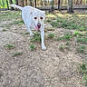 dog, white_dog, outdoor, grass, dirt, trees, fence, pet, canine, animal, nature, walking, tongue_out, sunlight, playful, friendly, daytime, park, muzzle, ears