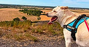 Pumba a rejoint le concours — aidez-le/la à gagner de superbes lots ! dog, canine, animal, pet, harness, outdoor, nature, countryside, field, grass, sky, cloud, landscape, walking, adventure, summer, blue_sky, tongue_out, happy, sunny