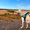dog, canine, animal, pet, harness, outdoor, nature, countryside, field, grass, sky, cloud, landscape, walking, adventure, summer, blue_sky, tongue_out, happy, sunny