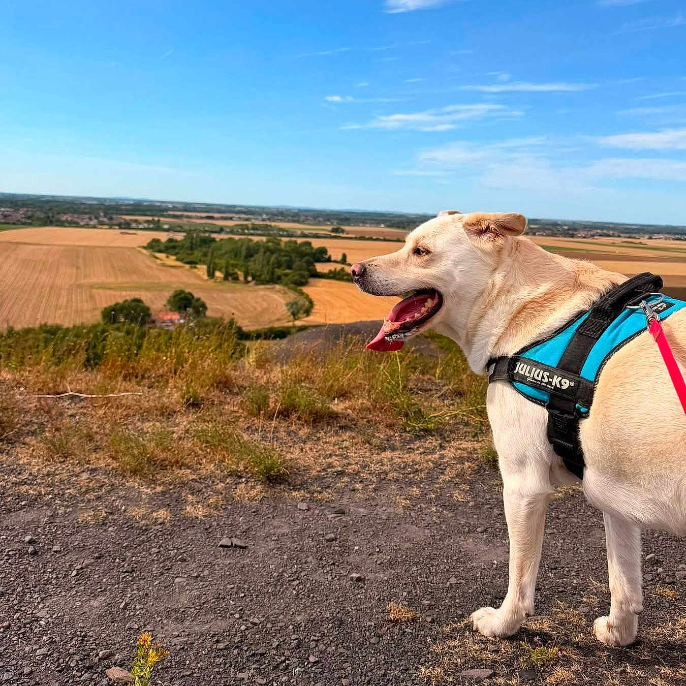 Pumba a rejoint le concours — aidez-le/la à gagner de superbes lots ! dog, canine, animal, pet, harness, outdoor, nature, countryside, field, grass, sky, cloud, landscape, walking, adventure, summer, blue_sky, tongue_out, happy, sunny