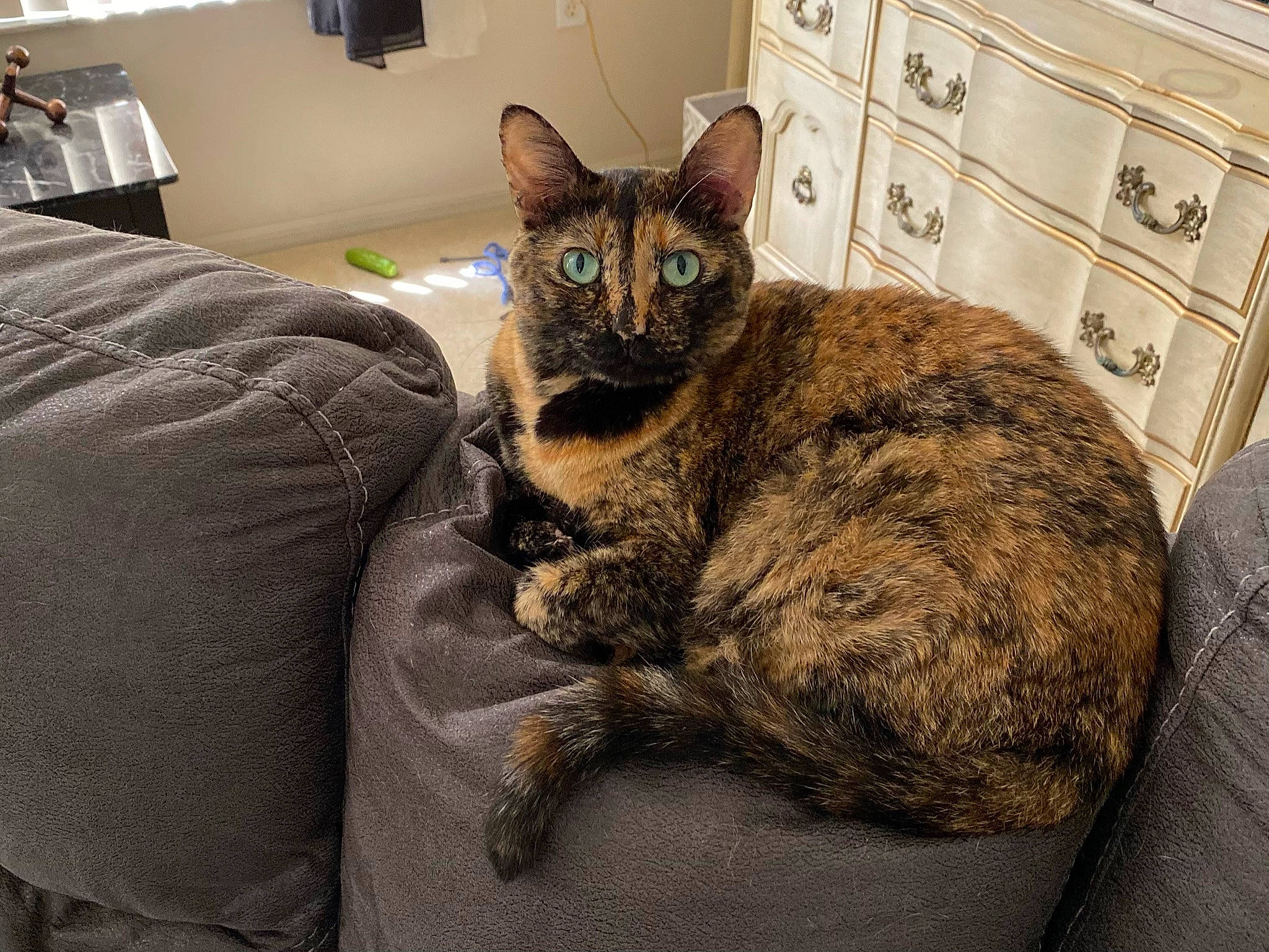 Poopsy joined the competition — help win amazing prizes! cabinetry, carnivore, cat, cat_supply, chair, chest_of_drawers, claw, comfort, domestic_short_haired_cat, drawer, felidae, flooring, fur, grey, room, sitting, small_to_medium_sized_cats, snout, tail, whiskers