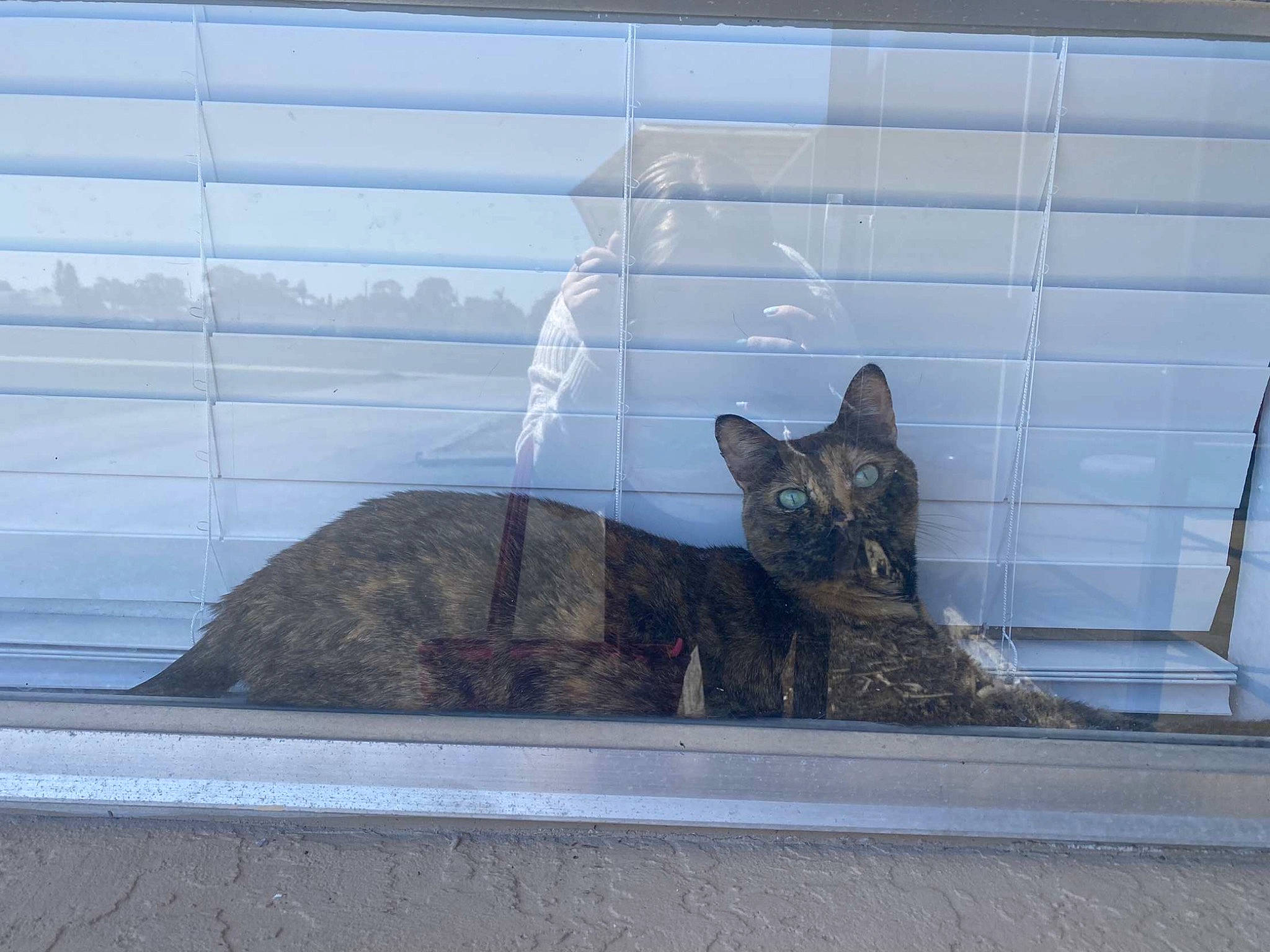 Poopsy joined the competition — help win amazing prizes! black_cat, carnivore, cat, comfort, daylighting, domestic_short_haired_cat, felidae, fur, glass, grey, road_surface, sitting, small_to_medium_sized_cats, snout, tail, terrestrial_animal, whiskers, window, window_covering, winter