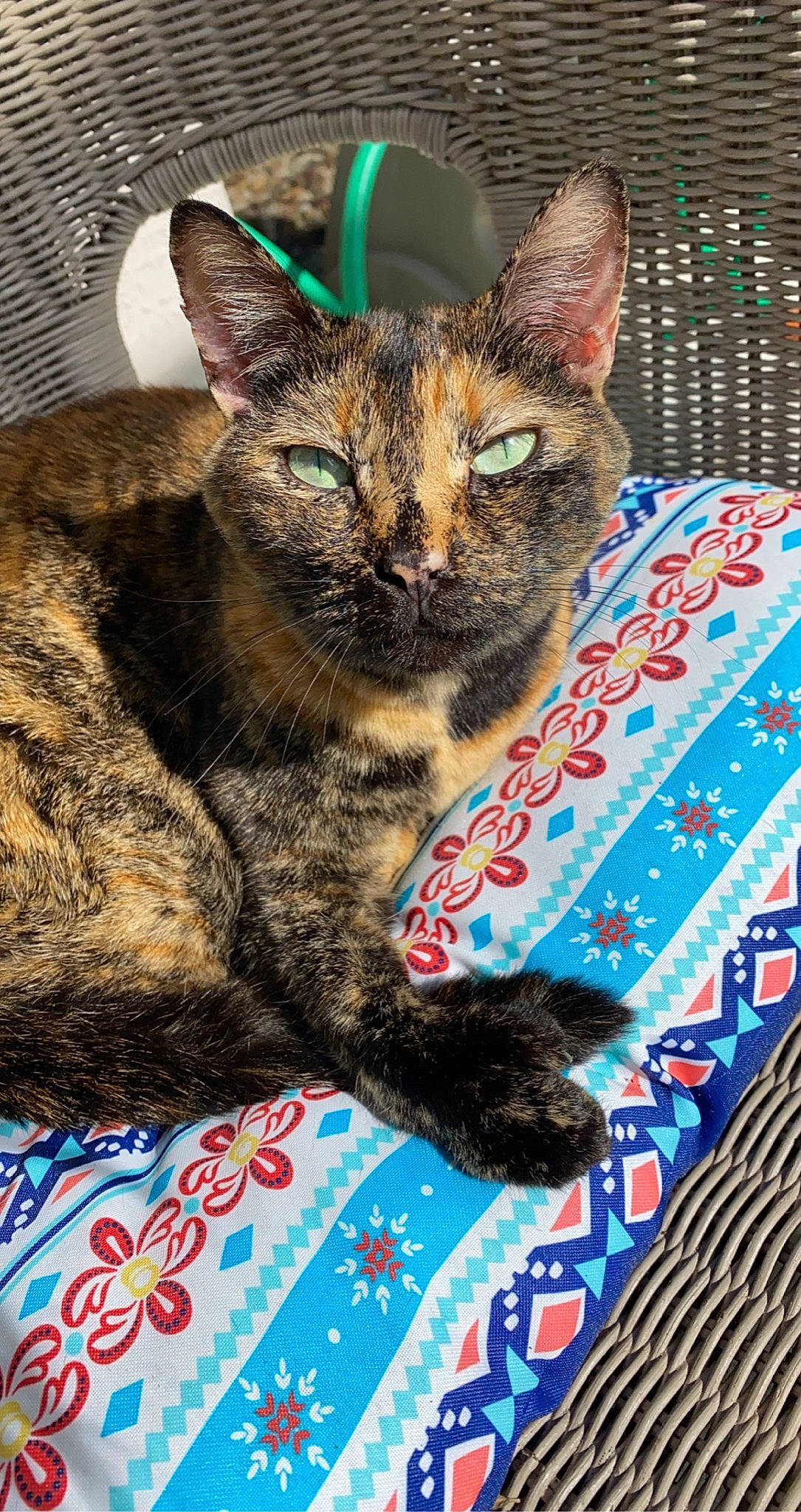 Poopsy is registered to the contest to win money with this photo: carnivore, cat, cat_supply, claw, comfort, domestic_short_haired_cat, felidae, fur, linens, paw, small_to_medium_sized_cats, snout, tail, terrestrial_animal, whiskers