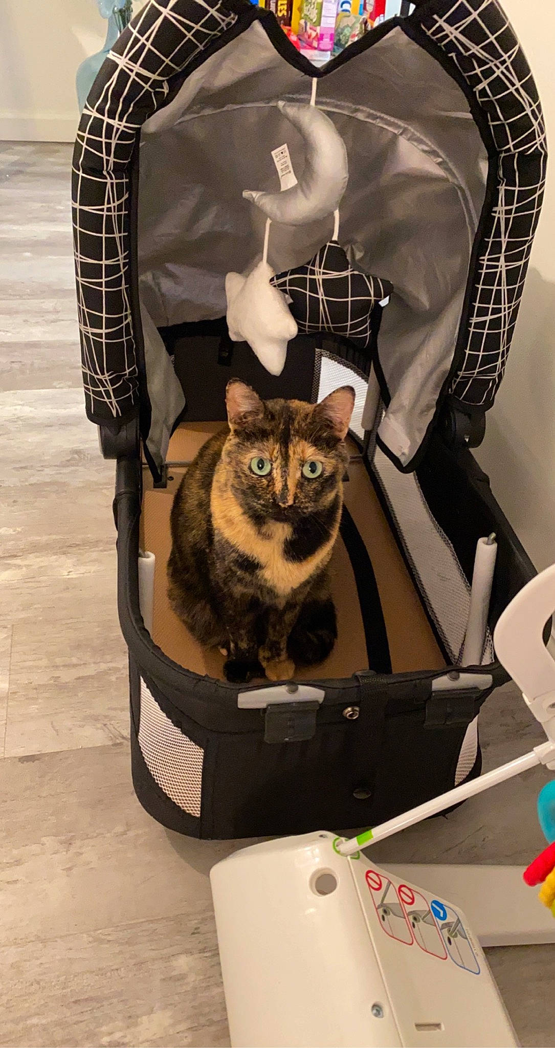 Poopsy is registered to the contest to win money with this photo: bag, box, carnivore, cat, chair, comfort, dress_shirt, fashion_accessory, fawn, felidae, formal_wear, fur, luggage_and_bags, pattern, product, sleeve, small_to_medium_sized_cats, street_fashion, tail, whiskers