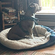 Gypsy joined the competition — help win amazing prizes! dog, dog_bed, harness, window, wooden_chair, books, curtains, floor, indoor, natural_light, pet, furniture, cozy, plush, resting, side_view, brown_dog, white_markings, calm, quiet