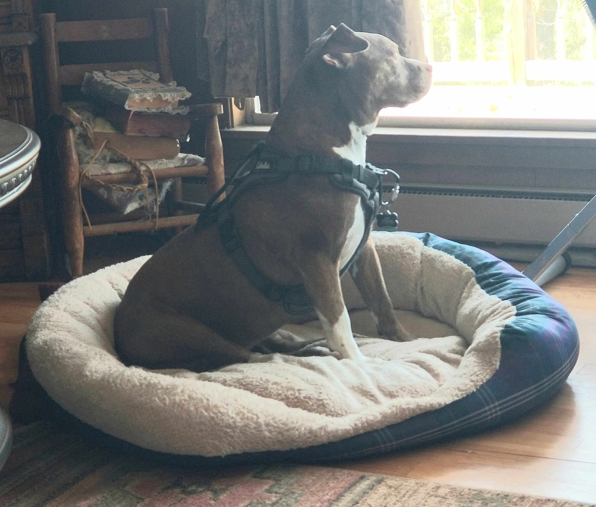 Gypsy joined the competition — help win amazing prizes! dog, dog_bed, harness, window, wooden_chair, books, curtains, floor, indoor, natural_light, pet, furniture, cozy, plush, resting, side_view, brown_dog, white_markings, calm, quiet