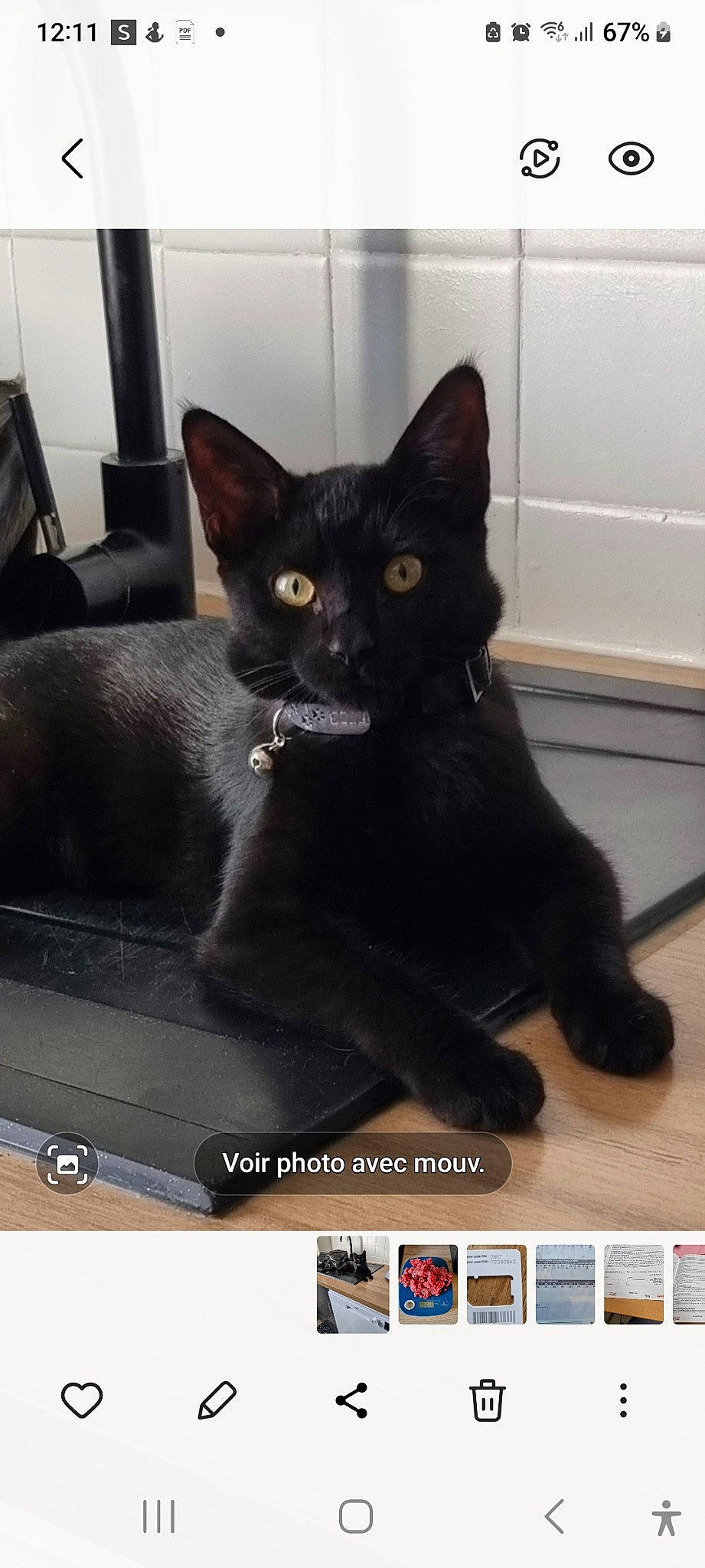 Baguera participe au concours pour gagner de l'argent avec cette photo : black_cat, bombay, carnivore, cat, claw, domestic_short_haired_cat, felidae, flooring, fur, photo_caption, small_to_medium_sized_cats, snout, tail, terrestrial_animal, whiskers