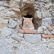 Tsuki participe au concours pour gagner de l'argent avec cette photo : animal, architecture, calm, cat, closeup, feline, ginger_cat, grumpy, mammal, nature, outdoor, pet, portrait, relaxed, resting, rock, stone_wall, texture, wildlife, window_niche