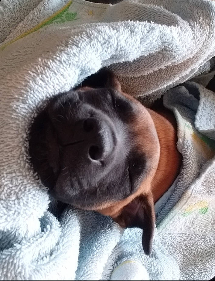 Kiéra participe au concours pour gagner de l'argent avec cette photo : canidae, carnivore, close_up, dog, dog_breed, fawn, nose, puppy, snout, sporting_group, weimaraner