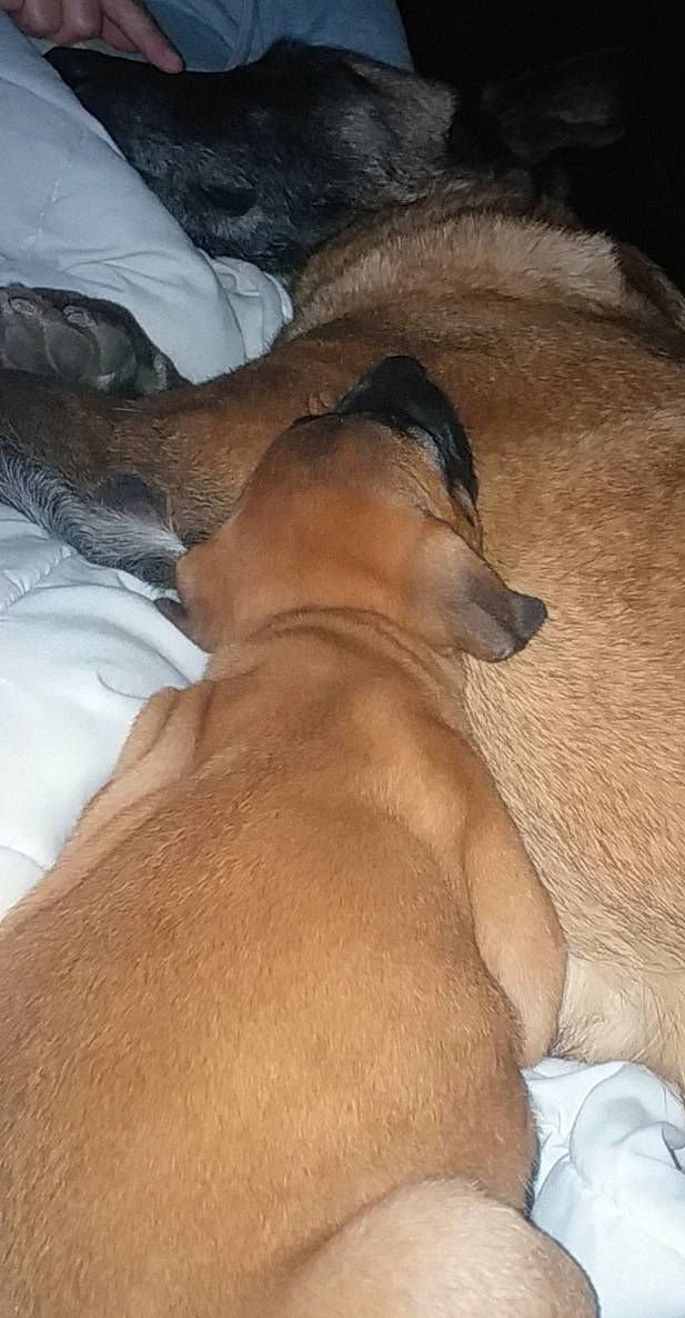 Kiéra a rejoint le concours — aidez-le/la à gagner de superbes lots ! black_mouth_cur, canidae, carnivore, dog, dog_breed, fawn, rhodesian_ridgeback, skin, sleep, snout