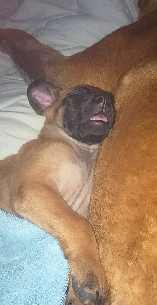 Kiéra a rejoint le concours — aidez-le/la à gagner de superbes lots ! boerboel, bullmastiff, canidae, carnivore, dog, dog_breed, english_mastiff, fawn, mammal, non_sporting_group, skin, snout, vertebrate, wrinkle