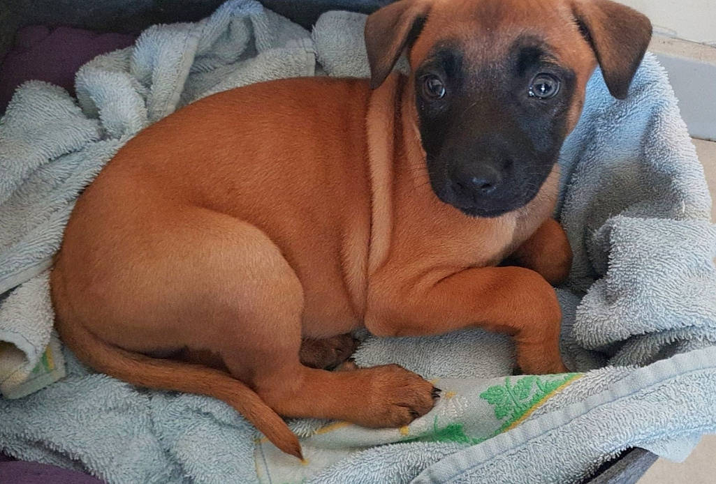 Kiéra a rejoint le concours — aidez-le/la à gagner de superbes lots ! azawakh, black_mouth_cur, canidae, carnivore, dog, dog_breed, fawn, mammal, puppy, rare_breed_dog, rhodesian_ridgeback, snout, vertebrate