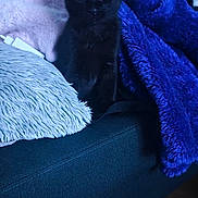 Astro a rejoint le concours — aidez-le/la à gagner de superbes lots ! black_cat, kitten, couch, blanket, pillow, furniture, indoor, pet, animal, cozy, soft_texture, blue_blanket, curious, sitting, wide_eyes, domestic_cat, cute, furry, home, relaxing