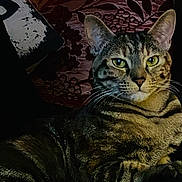 Milady a rejoint le concours — aidez-le/la à gagner de superbes lots ! animal, cat, colorful, cozy, cushion, domestic, ears, eyes, feline, home, indoor, painting, patterned, pet, portrait, relaxed, resting, sofa, tabby, whiskers