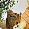 Winston joined the competition — help win amazing prizes! baby, basket, rabbit, flower, greenery, wooden_surface, cute, animal, infant, plant, white_flower, fur, portrait, child, nature, pet, cozy, indoor, curious, resting