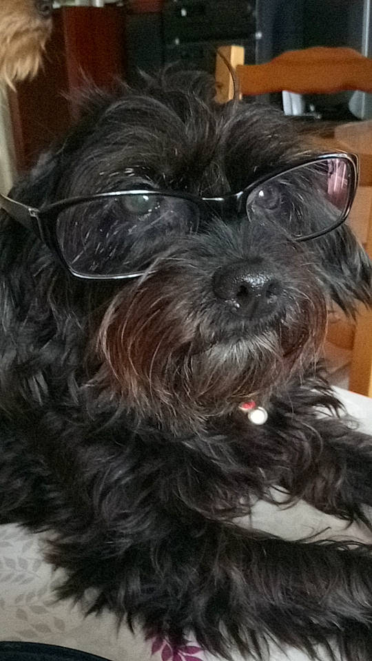 Chipie a rejoint le concours — aidez-le/la à gagner de superbes lots ! affenpinscher, bolonka, canidae, cao_da_serra_de_aires, carnivore, companion_dog, dog, dog_breed, mammal, miniature_schnauzer, puppy, rare_breed_dog, schnauzer, schnoodle, snout, sporting_group, terrier, tibetan_terrier, toy_dog, vertebrate