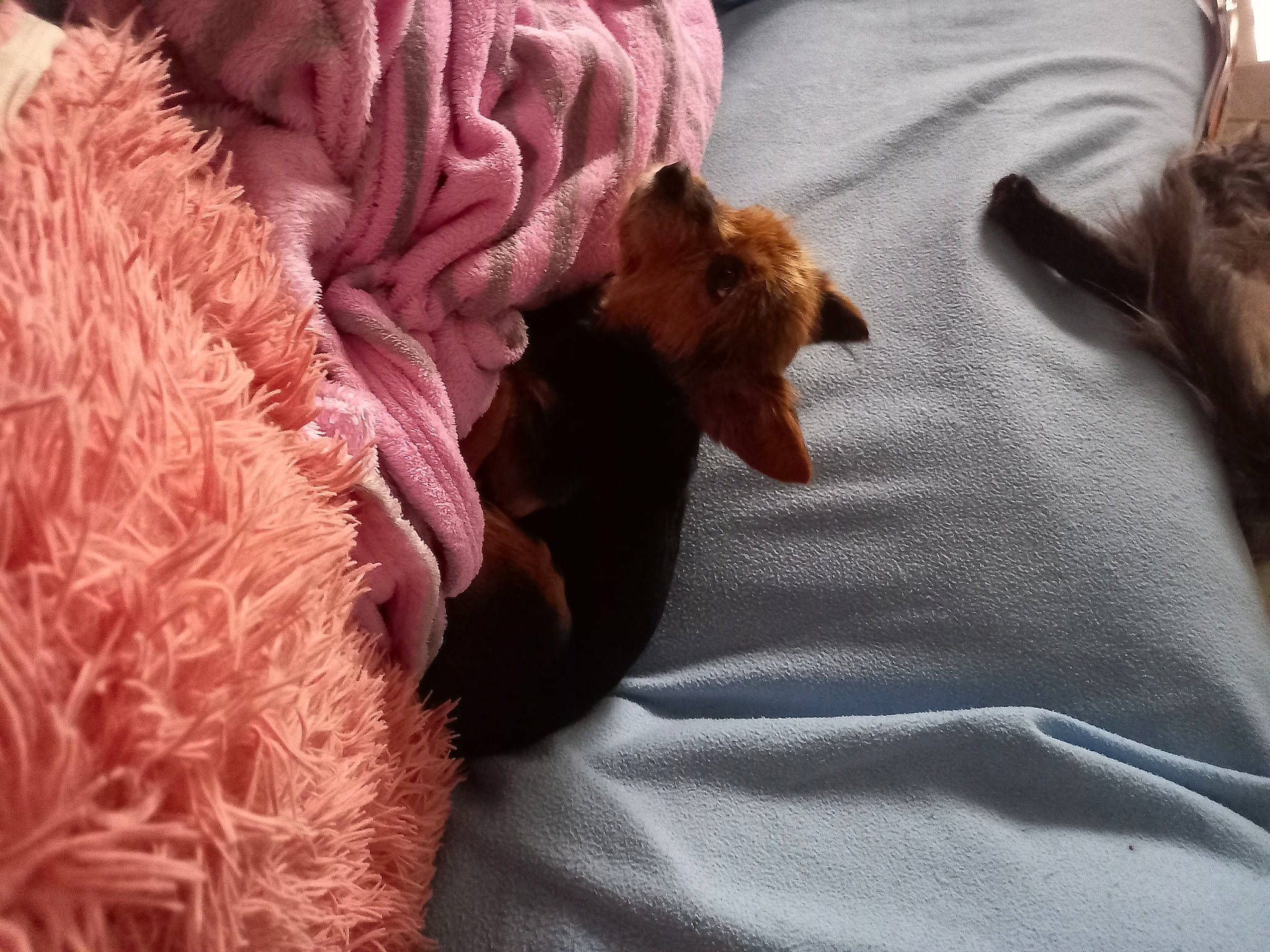 Titeuf a rejoint le concours — aidez-le/la à gagner de superbes lots ! bed_sheet, bedding, blanket, brown, carmine, comfort, companion_dog, fawn, fur, linens, liver, magenta, pattern, peach, petal, room, rose_family, textile, thread, wool