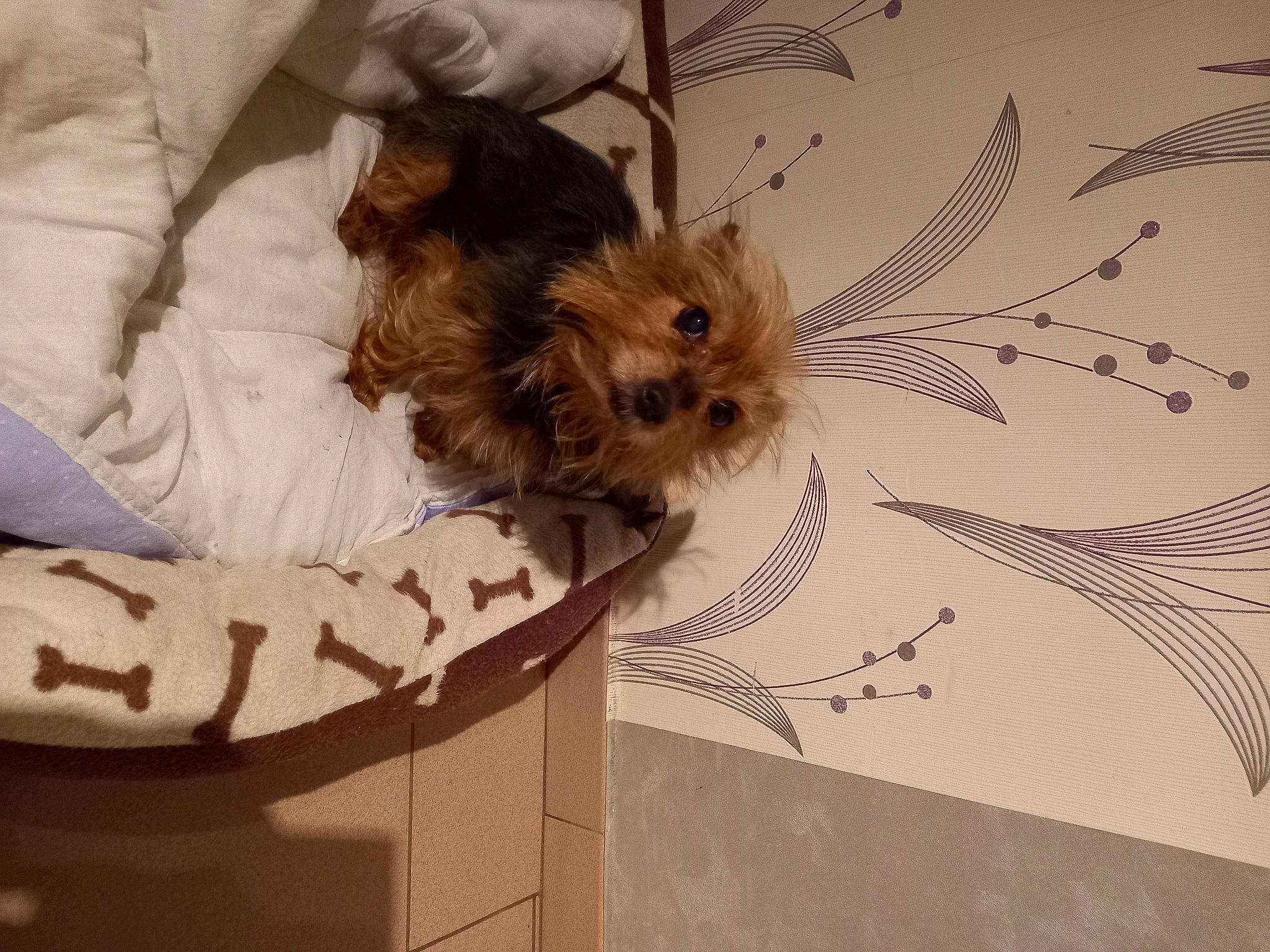 Titeuf a rejoint le concours — aidez-le/la à gagner de superbes lots ! art, carnivore, ceiling, comfort, companion_dog, dog, dog_breed, dog_supply, fawn, fur, liver, pattern, paw, small_terrier, tail, terrier, toy_dog, visual_arts, whiskers, wood