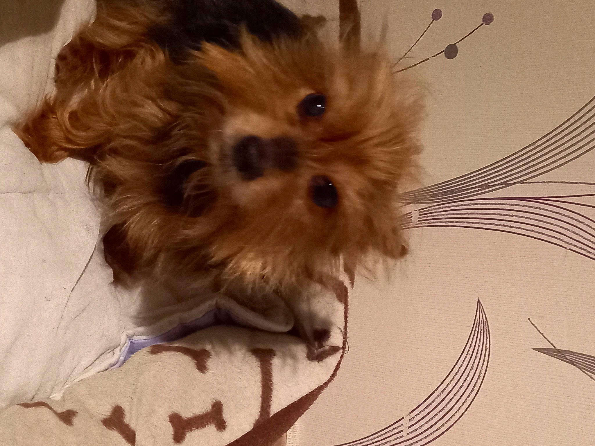 Titeuf a rejoint le concours — aidez-le/la à gagner de superbes lots ! art, canidae, carnivore, circle, companion_dog, dog, dog_breed, eye, eyelash, fawn, fur, liver, small_terrier, snout, sporting_group, terrier, toy_dog, whiskers, working_animal, yorkipoo