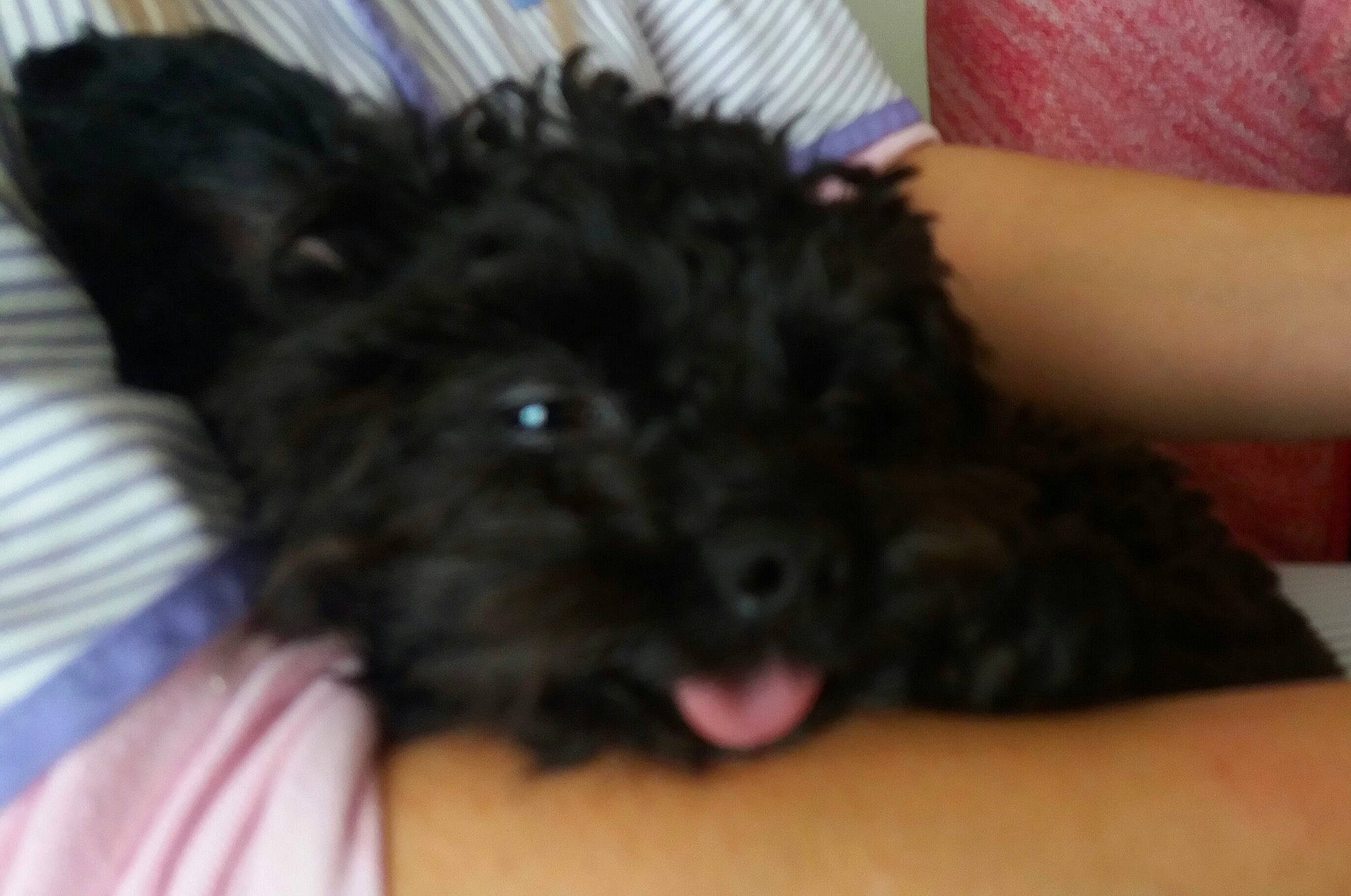 Oreo participe au concours pour gagner de l'argent avec cette photo : affenpinscher, bolonka, cairn_terrier, canidae, carnivore, dog, dog_breed, maltepoo, mammal, morkie, non_sporting_group, puppy, schnoodle, scottish_terrier, small_terrier, sporting_group, terrier, toy_dog, vertebrate, yorkipoo