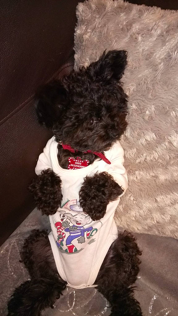 Oreo participe au concours pour gagner de l'argent avec cette photo : canidae, carnivore, dog, dog_breed, dog_clothes, dog_collar, dog_supply, ear, fur, non_sporting_group, poodle, puppy, schnoodle, sporting_group, toy_dog, toy_poodle
