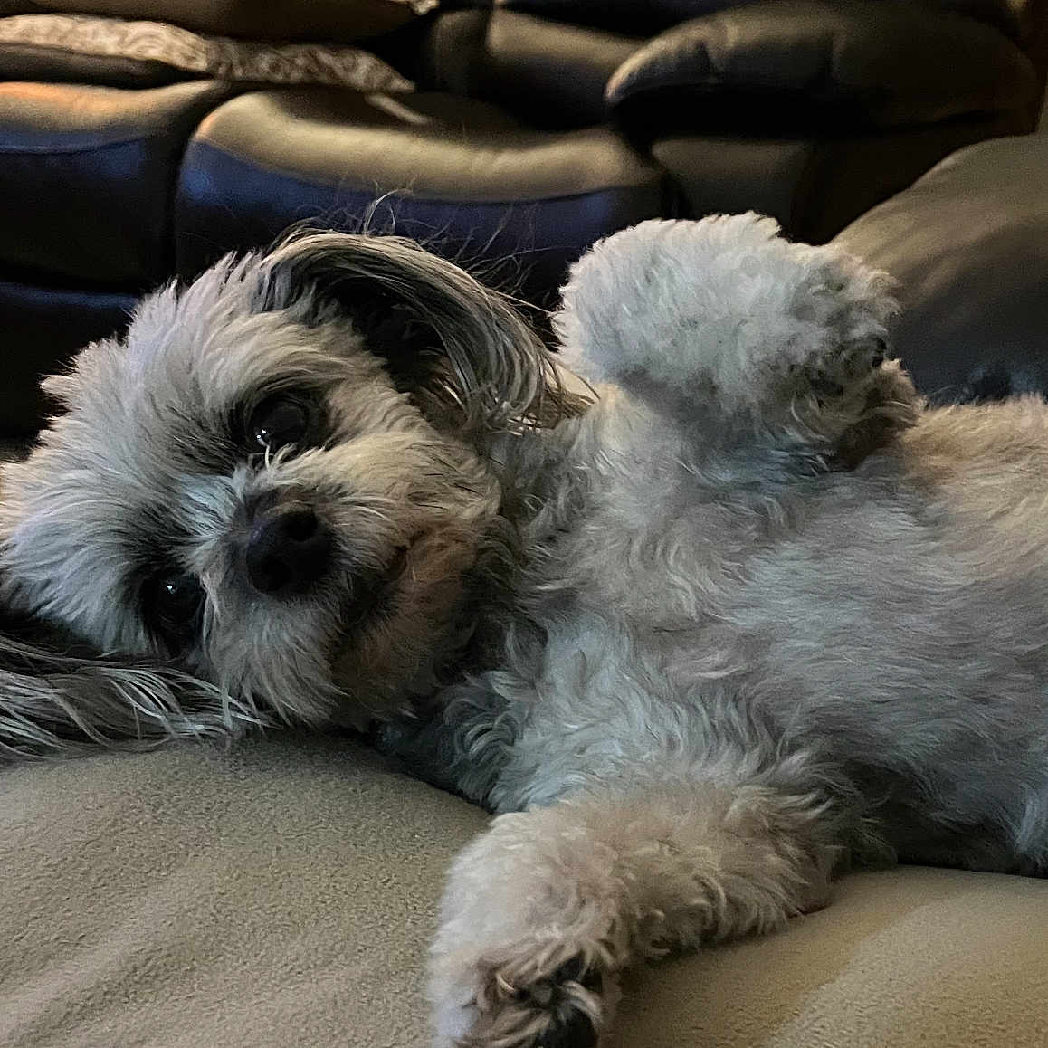 Pepper is registered to the contest to win money with this photo: animal, architecture, armchair, building, canine, chair, cockerspaniel, couch, cushion, dog, furniture, homedecor, indoors, livingroom, pet, poodle, puppy, room, terrier, whitedog