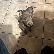 Leah joined the competition — help win amazing prizes! puppy, dog, gray_dog, tile_floor, indoor, looking_up, ears, pet, canine, young_dog, curious, shadow, floor_tiles, furry, small_dog, domestic_animal, companion, cute, sitting, attention