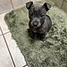 Leah is registered to the contest to win money with this photo: puppy, dog, black_dog, pet, cute, small_dog, fur, ears, eyes, looking_up, indoor, rug, green_rug, tile_floor, floor, adorable, animal, young, sitting, portrait