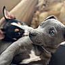 Leah is registered to the contest to win money with this photo: puppy, dog, pet, animal, cute, snuggle, couch, indoor, closeup, gray_coat, black_coat, tan_markings, fur, ears, eyes, nose, portrait, companion, relaxing, cozy