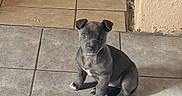 Leah joined the competition — help win amazing prizes! puppy, dog, pet, indoor, tile_floor, gray_dog, young_dog, cute, sitting, small_dog, looking_up, fur, domestic_animal, animal, companion, flooring, curious, white_patch, ears, shadow