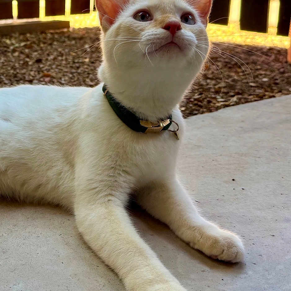 Nimbus