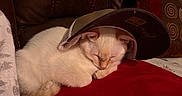 Nimbus is registered to the contest to win money with this photo: cat, sleeping, cap, red_cushion, brown_leather_sofa, indoor, cozy, pet, fur, resting, animal, cute, domestic_cat, home, relaxing, soft_light, fabric, paw, whiskers, nap