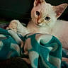 Nimbus joined the competition — help win amazing prizes! kitten, cat, pet, animal, white_fur, blue_eyes, blanket, cozy, indoor, cute, feline, paw, ears, resting, portrait, young_cat, soft_fur, looking, curious, domestic_animal