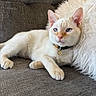 cat, cream_colored, blue_eyes, collar, couch, fluffy_pillow, indoor, pet, relaxed, feline, fur, whiskers, ears, paws, resting, home, comfortable, closeup, animal, portrait