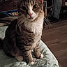 cat, tabby, indoor, pet, animal, feline, whiskers, curious, sitting, blanket, paws, fur, ears, eyes, nose, home, furniture, jacket, floor, cozy