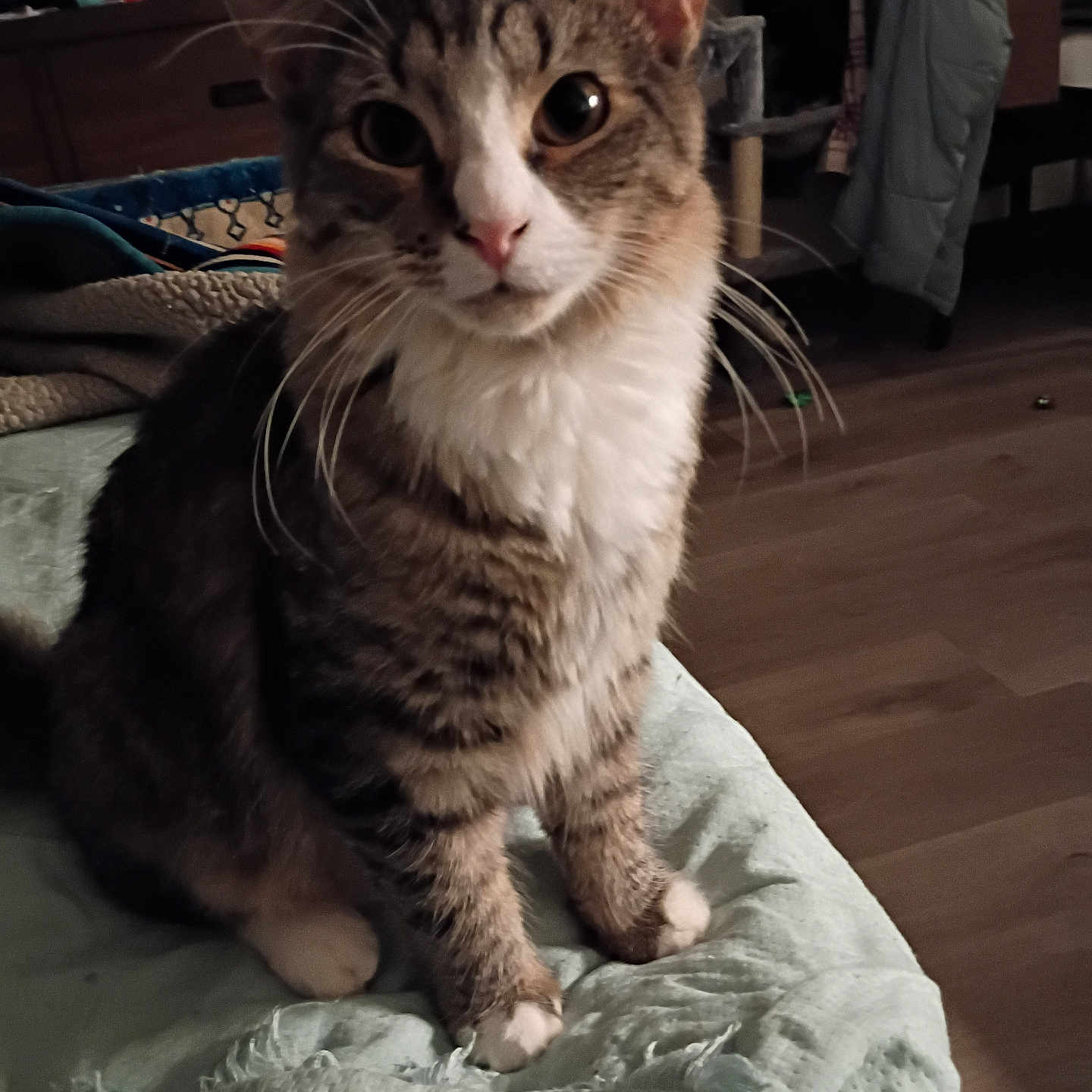 Pepper