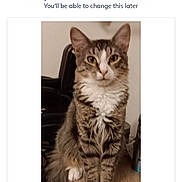 Pepper is registered to the contest to win money with this photo: animal, brown, cat, closeup, cute, domestic_cat, feline, fur, furniture, household, indoor, long_tail, looking_at_camera, pet, portrait, sitting, tabby, table, white, white_paws