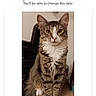 animal, brown, cat, closeup, cute, domestic_cat, feline, fur, furniture, household, indoor, long_tail, looking_at_camera, pet, portrait, sitting, tabby, table, white, white_paws