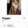 Pepper joined the competition — help win amazing prizes! animal, application, cat, digital, indoor, looking_at_camera, mobile, name, pet, portrait, profile, screen, sharing_options, sitting, social_media, tabby_cat, text_buttons, user_interface, vote, website_screenshot